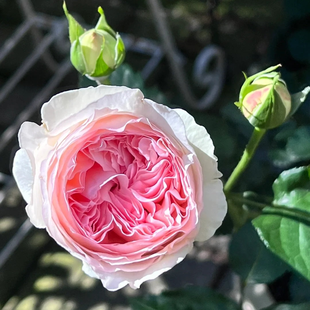Yves Otomegokoro (Japanese Rose)
