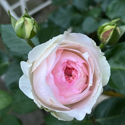 Yves Otomegokoro (Japanese Rose)