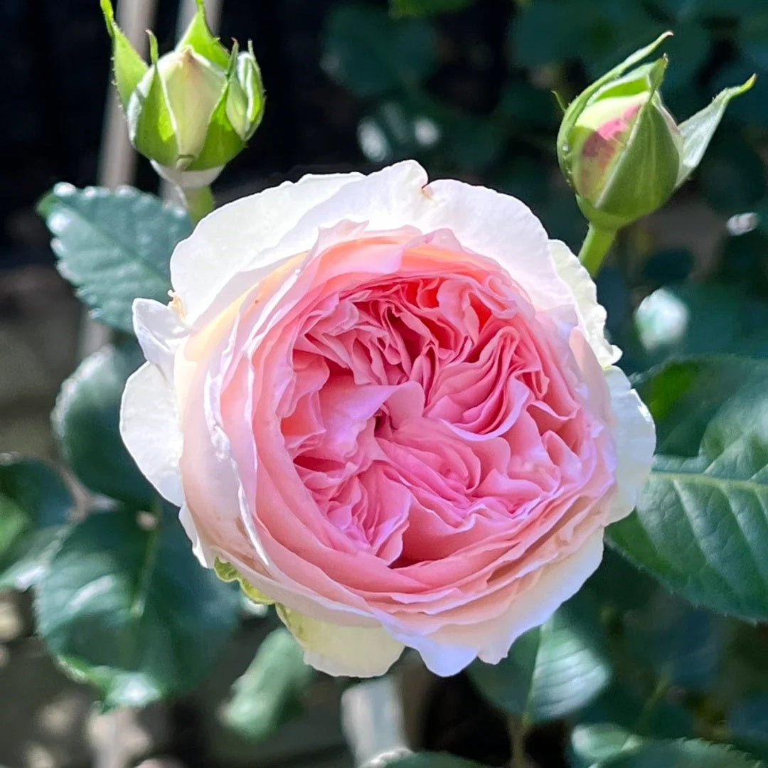 Yves Otomegokoro (Japanese Rose)