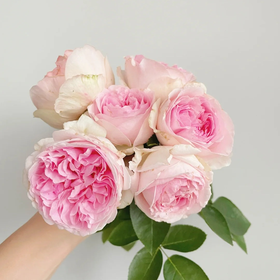 Yves Otomegokoro (Japanese Rose)