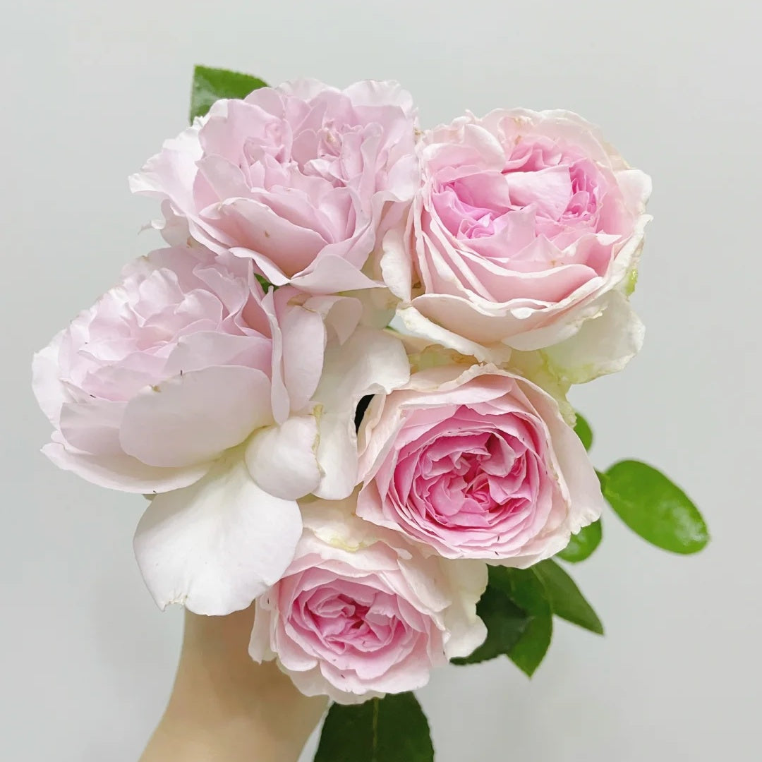 Yves Otomegokoro (Japanese Rose)