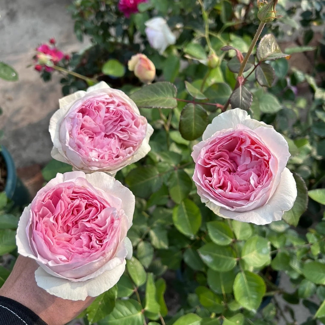 Yves Otomegokoro (Japanese Rose)