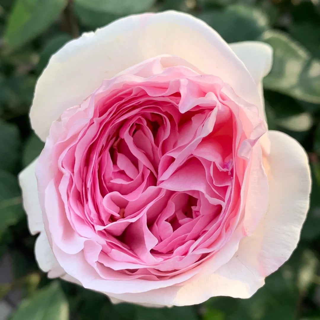 Yves Otomegokoro (Japanese Rose)