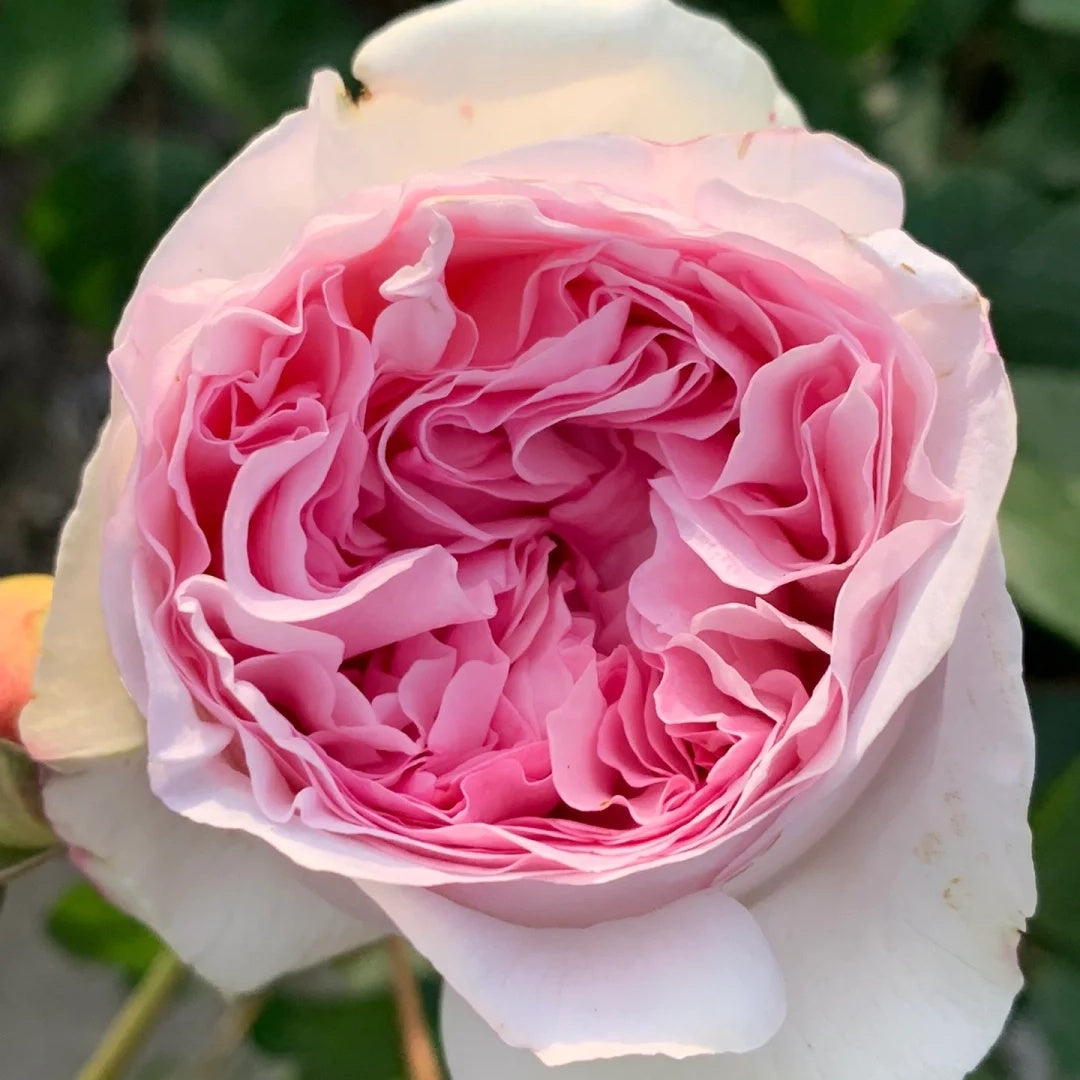 Yves Otomegokoro (Japanese Rose)