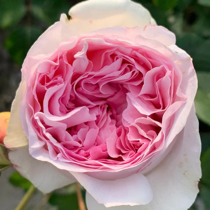 Yves Otomegokoro (Japanese Rose)