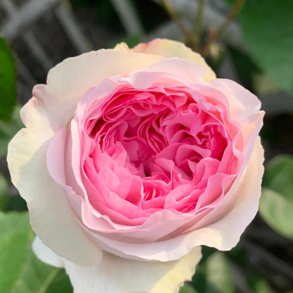 Yves Otomegokoro (Japanese Rose)