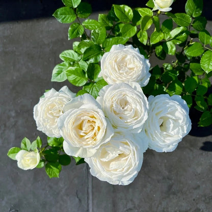 Yves Wedding Road (Japanese Rose)