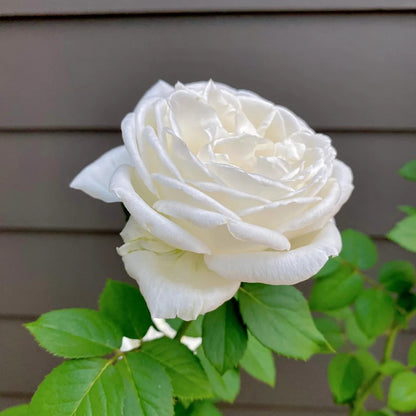 Yves Wedding Road (Japanese Rose)