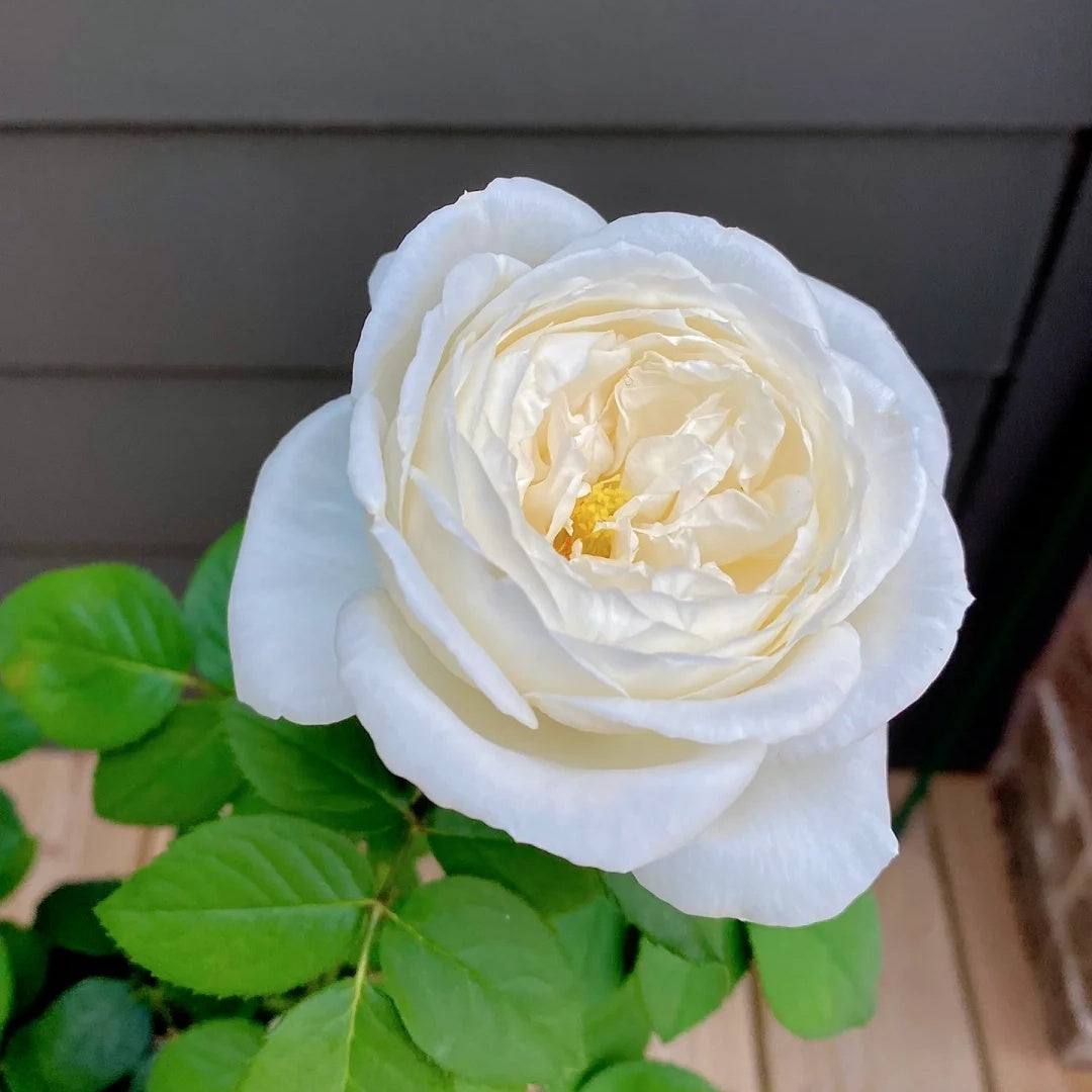 Yves Wedding Road (Japanese Rose)