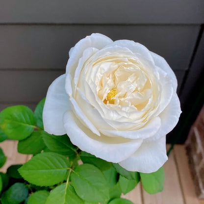Yves Wedding Road (Japanese Rose)