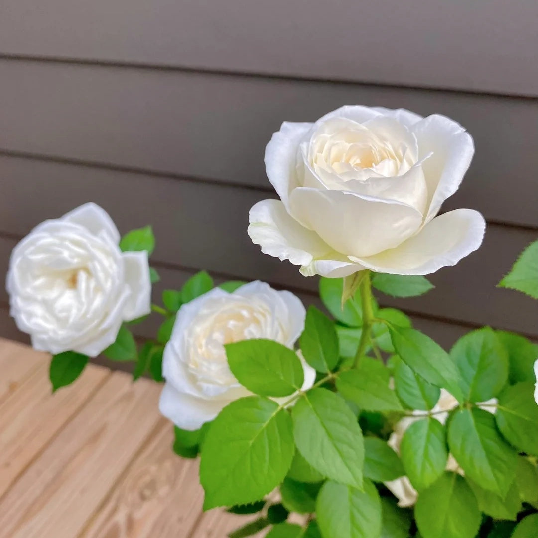 Yves Wedding Road (Japanese Rose)