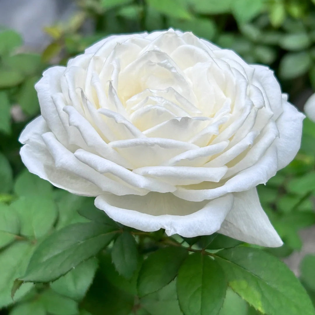 Yves Wedding Road (Japanese Rose)