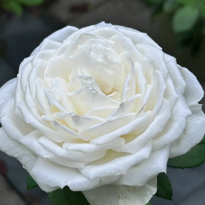 Yves Wedding Road (Japanese Rose)