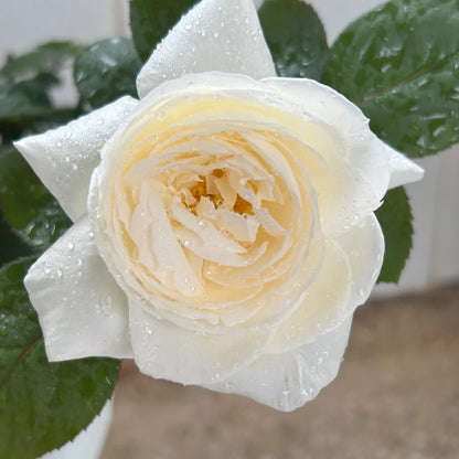 Yves Wedding Road (Japanese Rose)