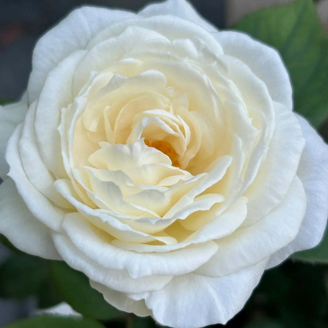 Yves Wedding Road (Japanese Rose)