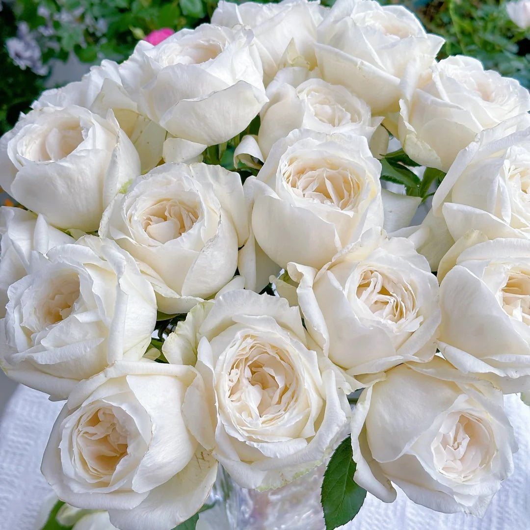 Yves Wedding Road (Japanese Rose)